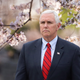 Illustration for article titled Mike Pence Horrified By D.C. Cherry Trees Flagrantly Displaying Reproductive Organs